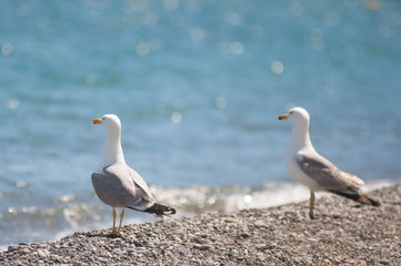 Fototapeta premium bird sea water gull nature