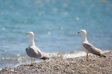 Fototapeta na wymiar bird sea water gull nature