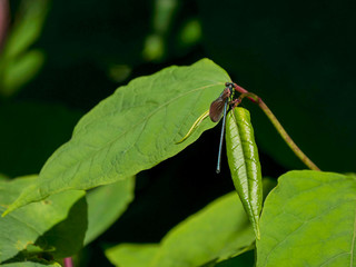 Libellule bleue élégante