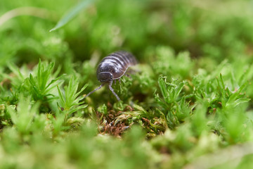 ダンゴムシ　苔