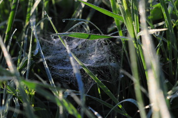 Obraz premium природа