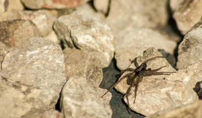Garden Spider (Araneus Diadematus) on a rock,in a garden of Bristol, England.
