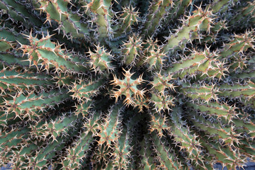 Top view of a prickly cactus plant.