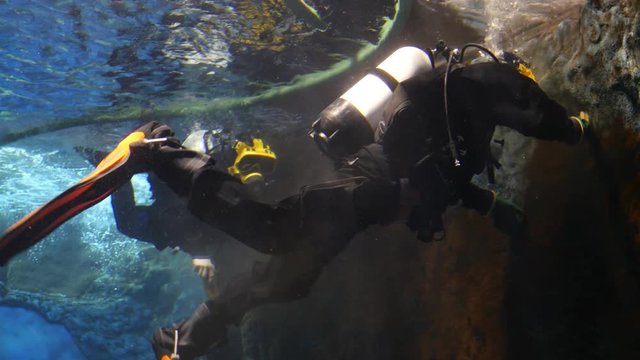 Divers under the water in the aquarium of the zoo service area clean