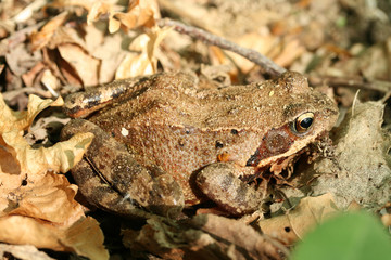 grenouille rousse