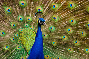 Fototapeta na wymiar Peacock with feather fan open side view of peacock head
