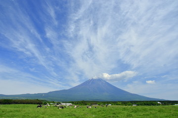 Fototapeta premium Grazing cattle in Mt fuji