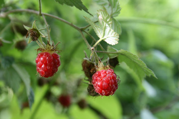 fruit du framboisier sauvage