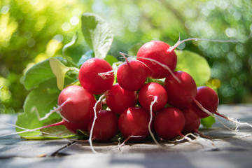 Bunch of fresh round radish on the table in the garden, large bunch of fresh organic vegetables, raphanus sativus