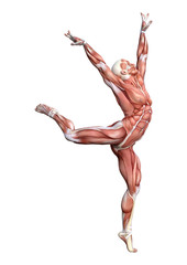 3D Rendering Male Anatomy Figure on White