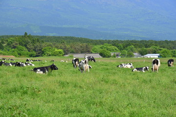 Fototapeta na wymiar Grazing cattle in Mt fuji