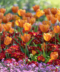 orange tulip