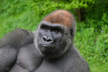 Fototapeta premium Portrait of a gorilla