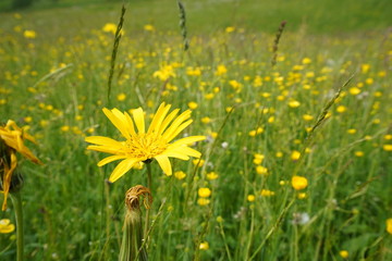 Gelbe Blume auf der Wiese