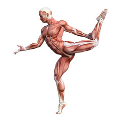3D Rendering Male Anatomy Figure on White