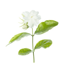 Jasmine Flower