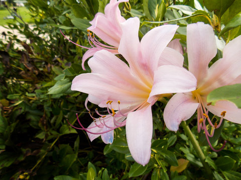 Pale pink Magic Lily, Lycoris Squamigera, nature Photography,  Macro Close Up