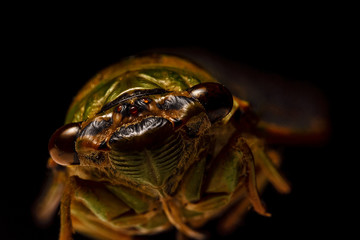 insect