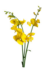 Broom flowers on white background. Selective focus
