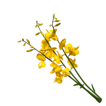 Broom flowers on white background. Selective focus