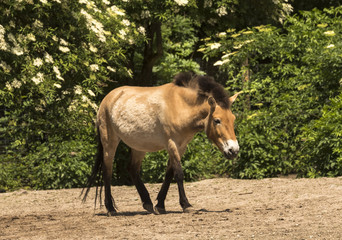 Obraz na płótnie Canvas Przewalski‘s horse at the forest edge. Karlsruhe, Baden Wuerttemberg, Deutschland