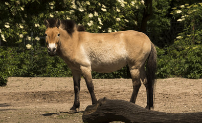 Przewalski‘s horse at the forest edge. Karlsruhe, Baden Wuerttemberg, Deutschland