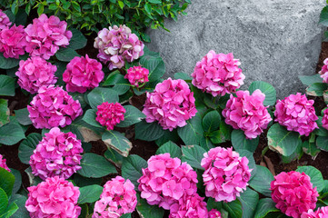 Fototapeta premium Pink hydrangea in the garden