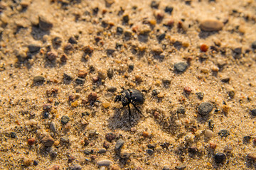black beetle on a beach of the Baltic sea