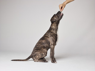 Obraz premium Happy Dog