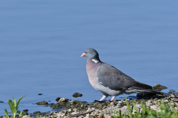 pigeon drinks water at the lake wild