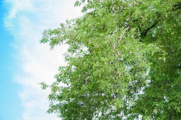 Tamarind tree Tamarind pod on blue sky background