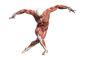 3D Rendering Male Anatomy Figure on White