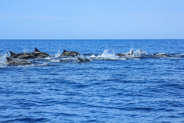 Fototapeta premium Several dolphins jumping and swimming off the coast of La Paz and close to Isla Espiritu Santo in Baja California, Mexico.
