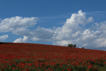champ de coquelicots en france