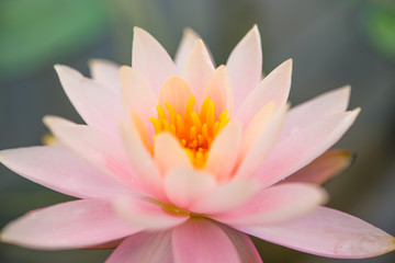Pink lotus in the pool