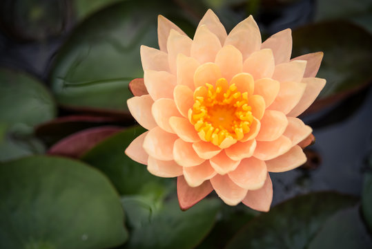 Orange Lotus In The Pool