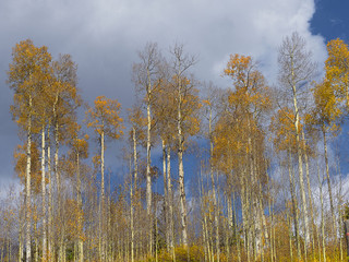 Aspen trees