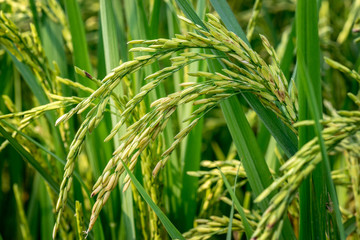 ear of rice for agriculture background
