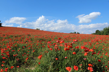champ de coquelicots en france
