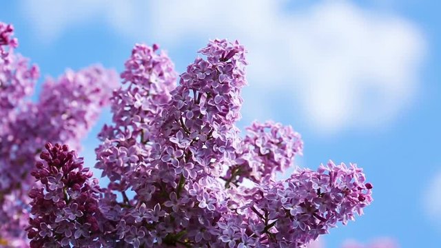 Close-up oof blossoming lilac .