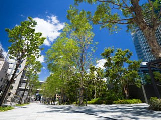 Fototapeta premium 新緑のオフィス街