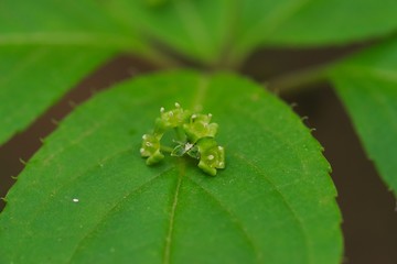 Helwingia japonica (Hanaikada) 
