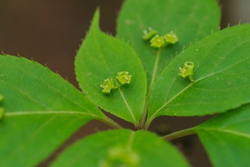 Helwingia japonica (Hanaikada) 
