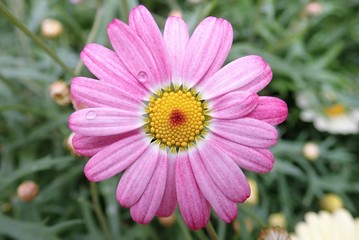 Fototapeta premium Close-up of African daisy