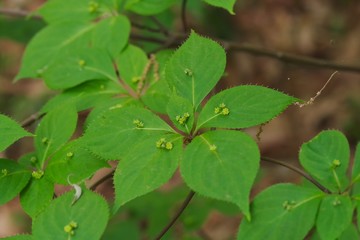 Helwingia japonica (Hanaikada) 
