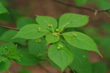 Helwingia japonica (Hanaikada) 
