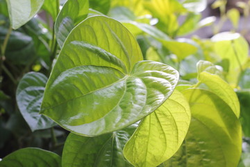 fresh green betel in thai herb style