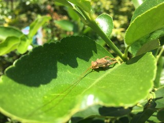 insect 
