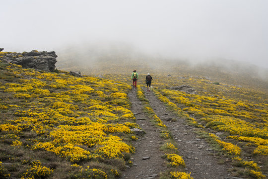 sierra neveda en primavera