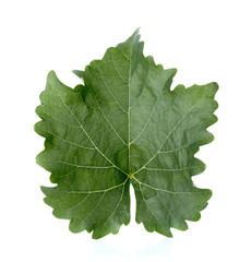 Grape leaves isolated on white background